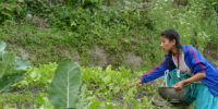 Gartenarbeit_KundalineeSchool_Nepal_web