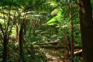 Regenwald (c) pixabay