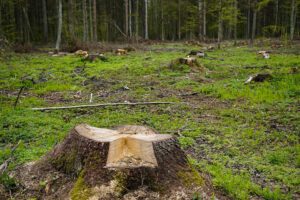 Abgeholzter Wald (c) Weltweitwandern Wirkt!